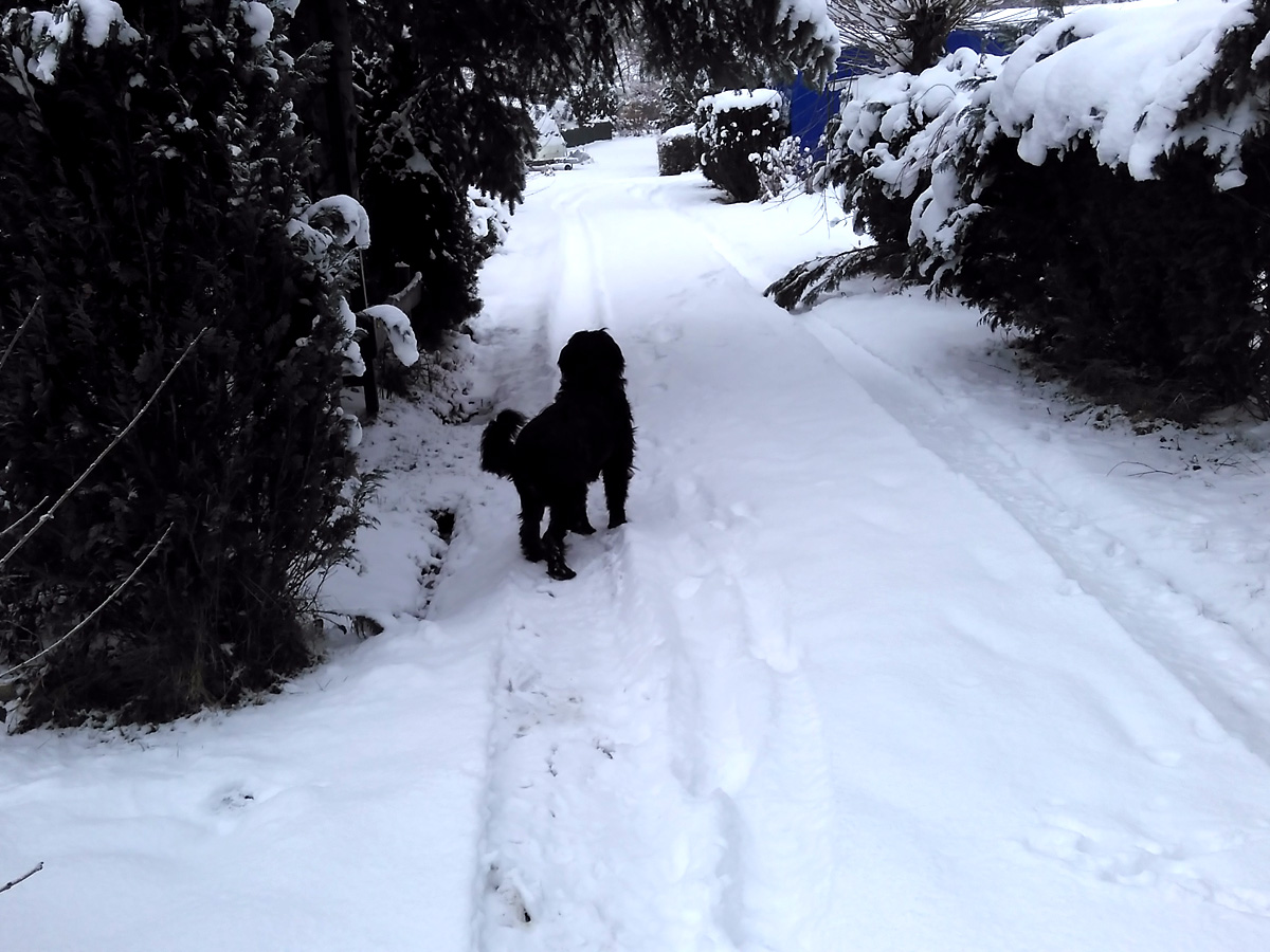 schwarzer-hund-shila-steht-im-schnee-winter Erste Grüße von Shila