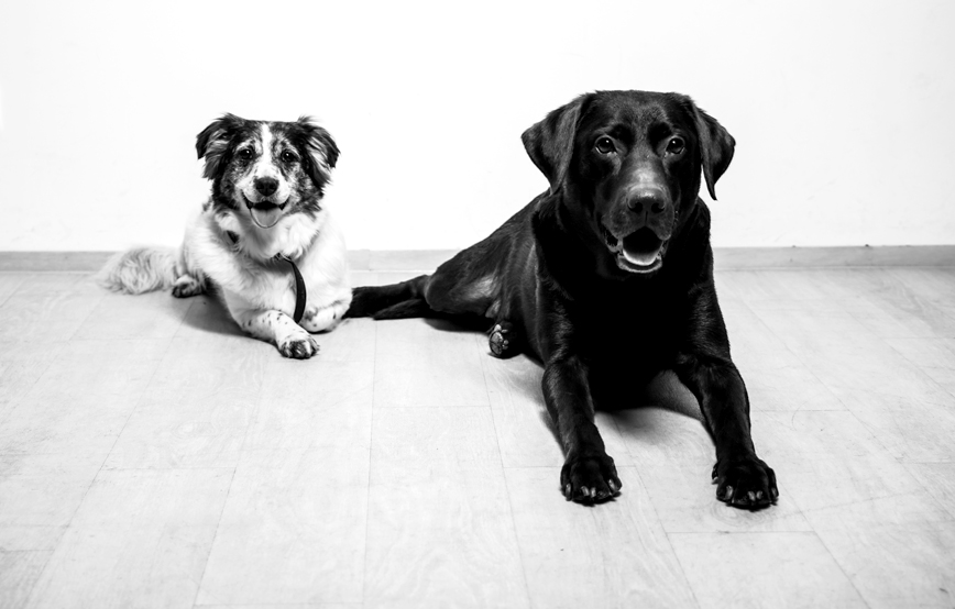 zwei-hunde-machen-platz-beim-tier-shooting Dale hat sich prächtig entwickelt