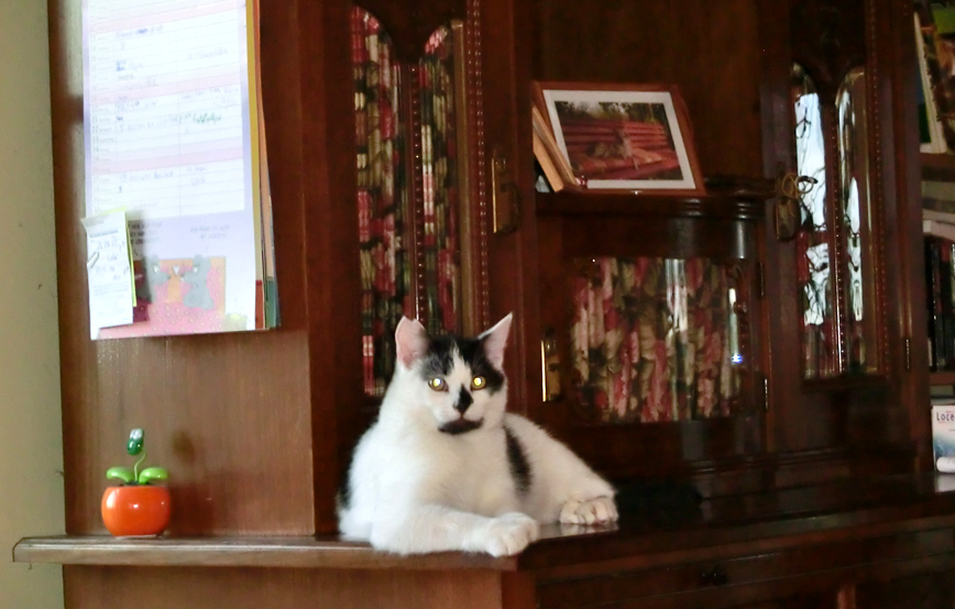 Bürokater-Klausi-auf-Küchenschrank Tierische Weihnacht im Tierschutzliga-Dorf