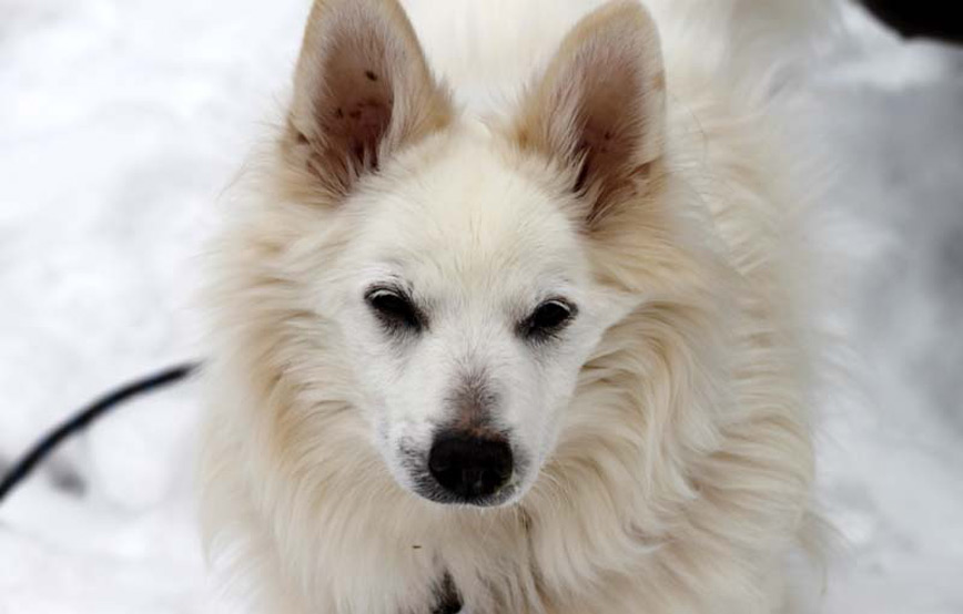 Hund-Pips-trauriges Toby - du wirst uns allen im Herzen bleiben