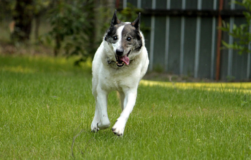 Hund-Toby-trauriges King ging nicht von Zoras Seite