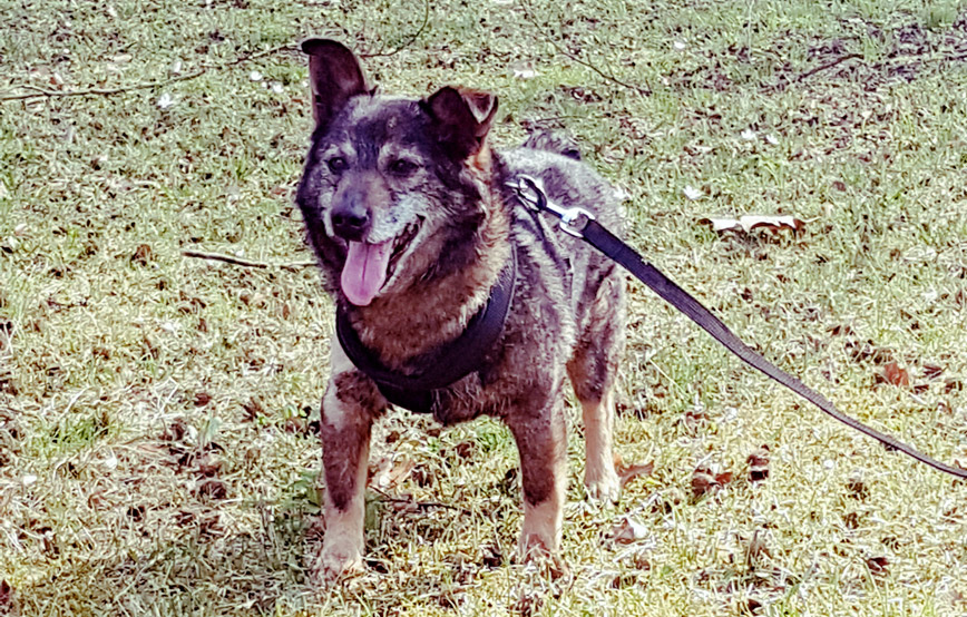 Hund-hansi-an-leine-auf-der-wiese Hansi - ach ist das schön hier