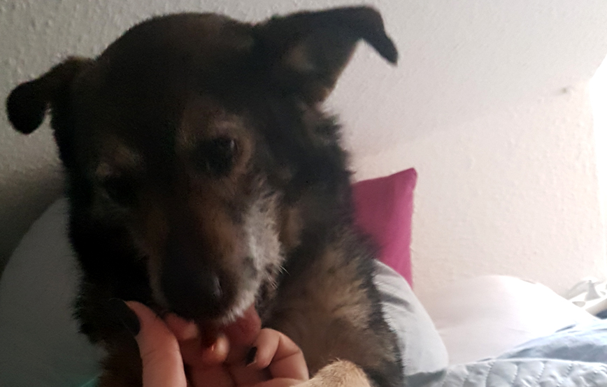 Hund-hansi-leckt-an-hand-von-frau Hansi - ach ist das schön hier