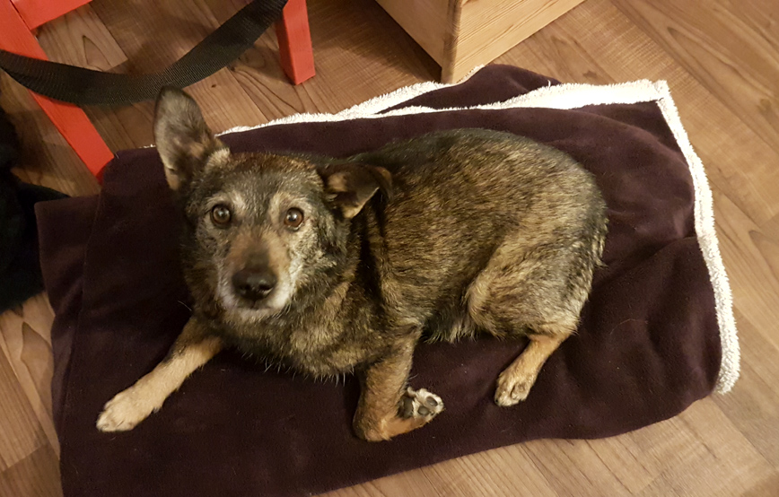 Hund-hansi-liegt-auf-decke Hansi - ach ist das schön hier