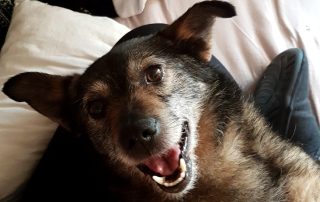 Hund hansi liegt auf rücken und zeigt zähne