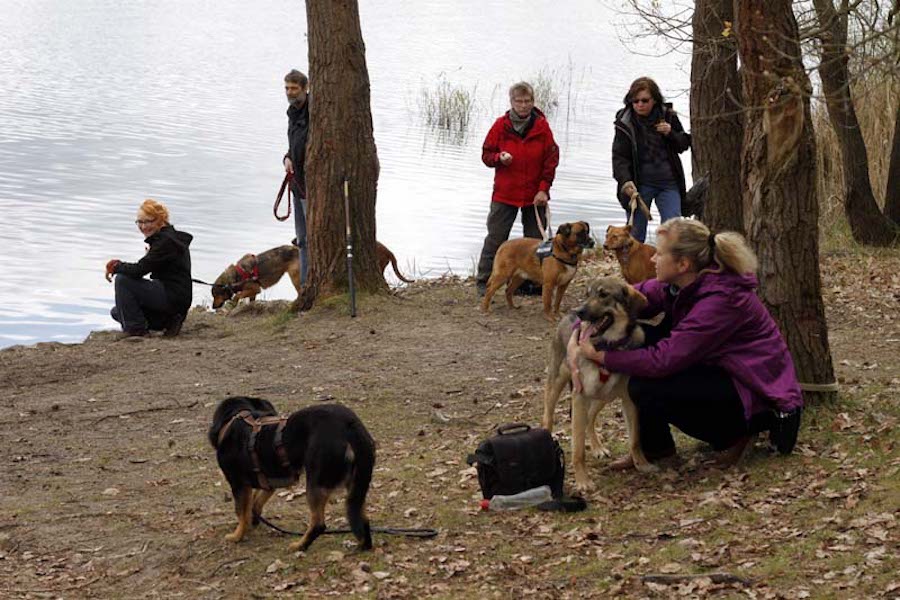 Hundewanderung-viele-hunde-am-see Ehrenamt - Gassigehen