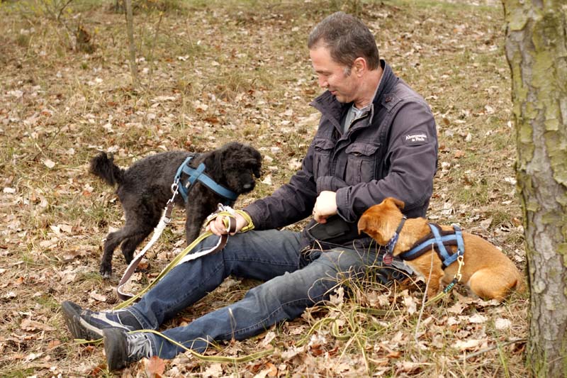 Hundewanderung-zwei-hunde-mit-mann-im-wald Ehrenamt - Gassigehen