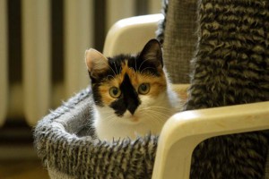 Katze Bonny schaut aus ihrem körbchen auf dem stuhl