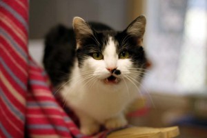 Katze Putzi zeigt ihre zähne