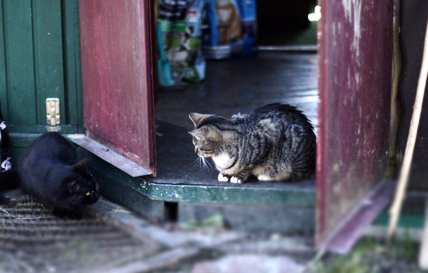 Katze-elli-sitzt-in-gartenlaube-schaut-schwarze-katze-an Elli, ehemals Xandy schickt schöne Grüße