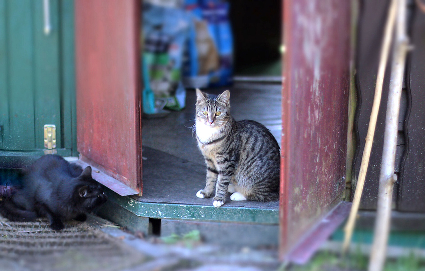 Katze-elli-sitzt-in-gartenlaube-schwarze-katze-versteckt-sich Elli, ehemals Xandy schickt schöne Grüße