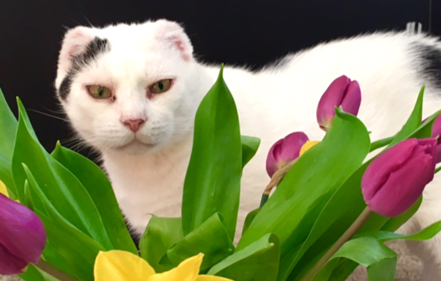 Katze-flecki-hinter-blumen-osterglocken Murmel mag Maggi