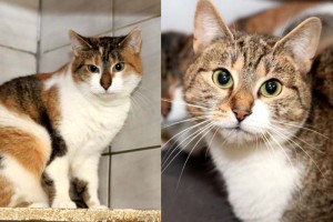 Katzen Ines und molly glücklich vermittelt
