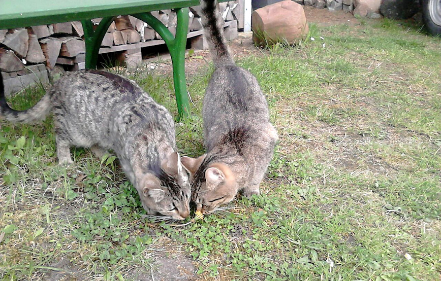 Katzen-Xana-und-dana-geniessen-die-freiheit Murmel mag Maggi