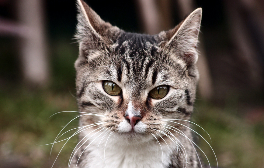 Tierische-geschichten-katze-ellli-ehemals-Xandi Sina hat ihr Rudel gefunden