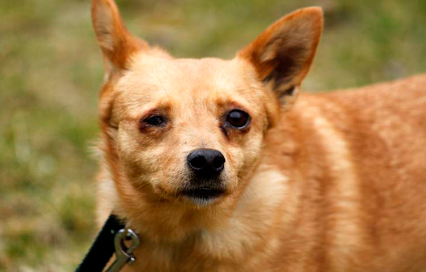 beitrag-flora-auge-krank-hund Die Tierschutzliga Stiftung wünscht Ihnen ein frohes Osterfest