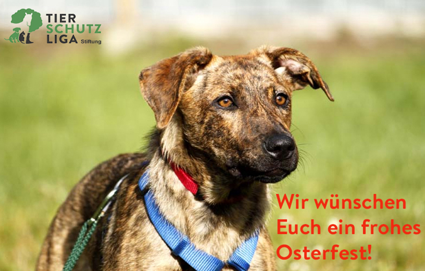 beitrag-ostern-wunsch-hund-frohe-ostern Weihnachtspate werden und unseren Tierheimen helfen