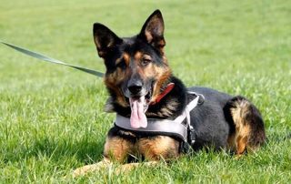 beitragsbild karton arco schäferhund wiese schnüffelpaket wollaberg