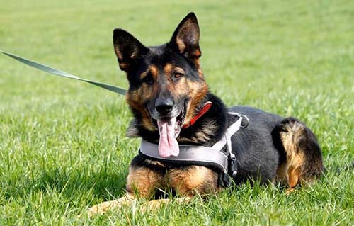 beitragsbild karton arco schäferhund wiese schnüffelpaket wollaberg