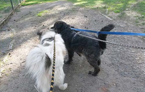 beitragsbild familienzusammenführung sindbad nala tierschutzliga dorf