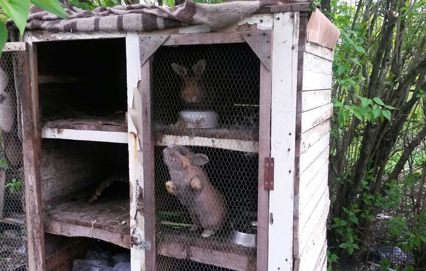 beitragsbild kaninchen käfig verwahrlost tierschutzliga dorf