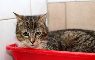 beitragsbild-katze-erika-untergewicht-osterwunsch-babywaage-tierschutzliga-dorf-320x202 Spendenaktion in Cottbus mit Straßenmusik