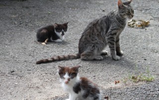 beitragsbild-katzenfänger-katzenelend-tierschutzliga-dorf-320x202 Spendenaktion in Cottbus mit Straßenmusik