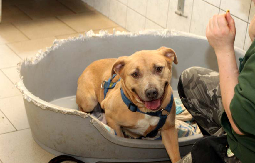 beitragsbild nana hund osterwunsch körbchen tierschutzliga dorf