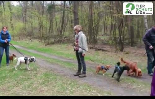 beittragsbild-tierheimwanderung-tierschutzliga-dorf 44 Hundewelpen in Wollaberg - Welpenschmuggel auf der Autobahn - Ausnahmezustand