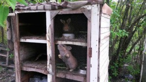 kaninchen käfig verwahrlost tierschutzliga dorf