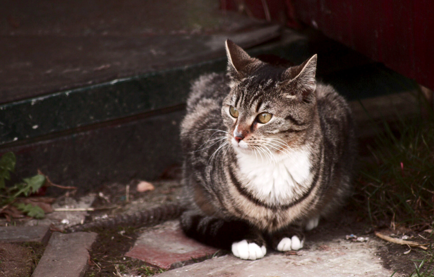 katze-elli-sitzt-auf-steinboden-und-schaut-zur-seite Elli, ehemals Xandy schickt schöne Grüße