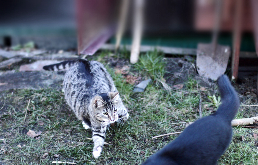 katze-elli-verteidigt-laube-vor-katze Elli, ehemals Xandy schickt schöne Grüße