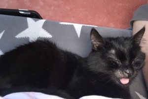 schwarze katze morle glücklich vermittelt