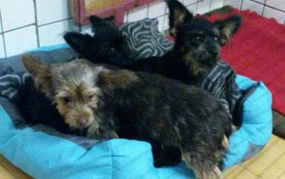 Fundhunde liegen im hundekörbchen
