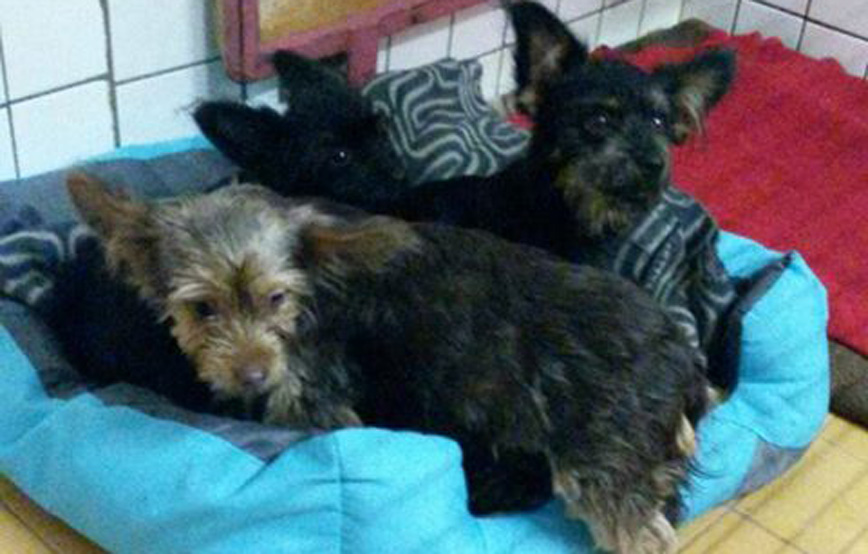 Fundhunde liegen im hundekörbchen