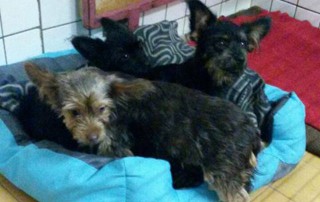 Fundhunde liegen im hundekörbchen