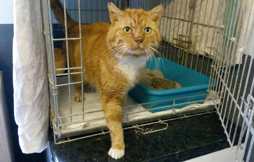 Fundkatze kommt aus dem Käfig