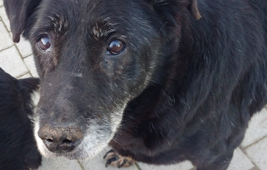 Hund-Jimmy-ganz-nah-an-der-kamera Olli ist in seiner Familie sehr beliebt