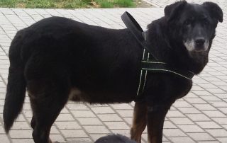 Hund Jimmy möchte langsam los