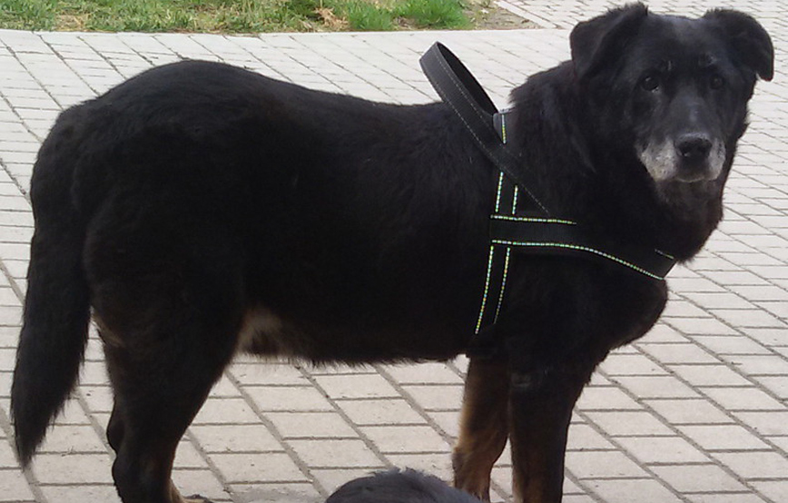 Hund Jimmy möchte langsam los