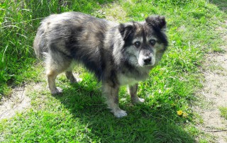 Hund hutch auf der wiese Beitragsbild