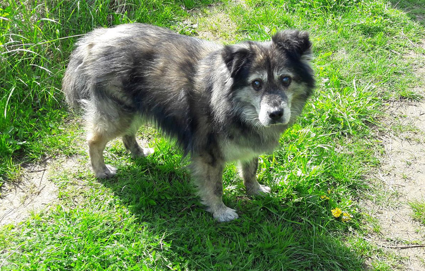 Hund-hutch-auf-der-wiese-Beitragsbild Katze Lissi, ehemals Mary, fühlt sich wohl