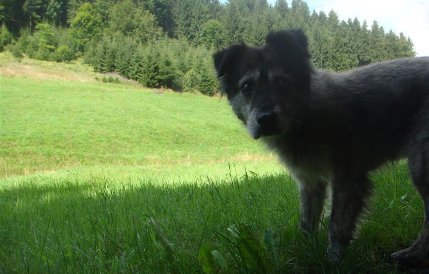 Hund-hutch-auf-der-wiese Hutch - vor zwei Jahren bin ich hier eingezogen