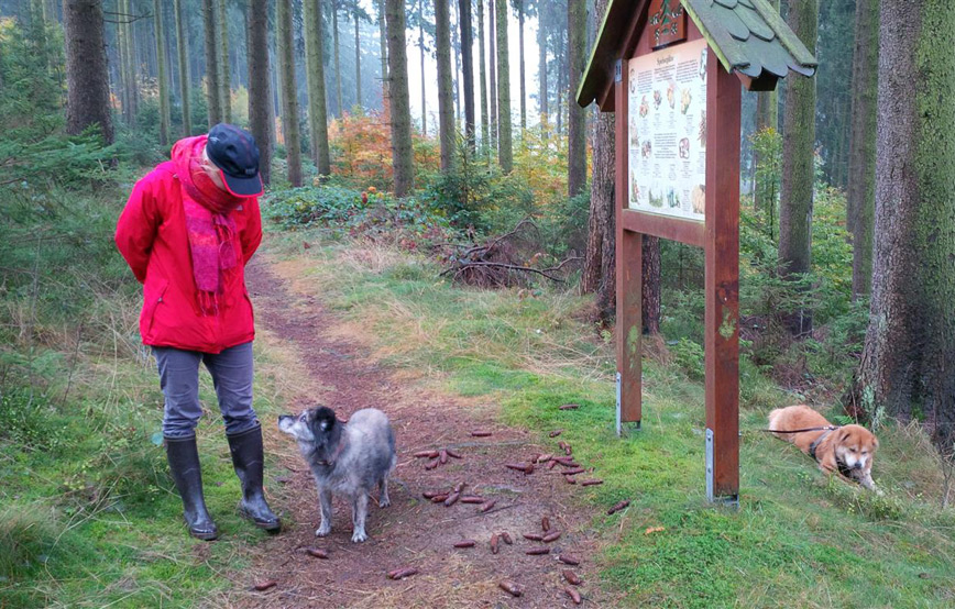 Hund-hutch-mit-seinem-kumpel-und-frau Hutch - vor zwei Jahren bin ich hier eingezogen