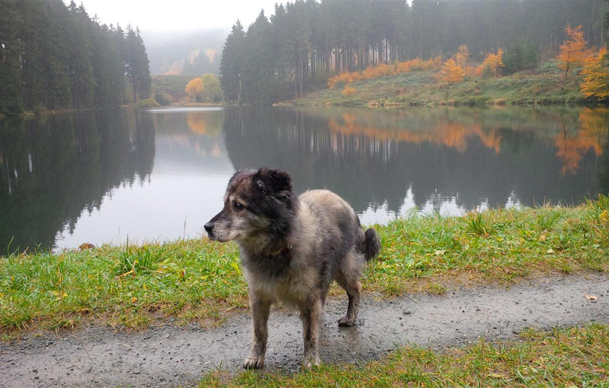 Hund-hutch-neben-dem-see Hutch - vor zwei Jahren bin ich hier eingezogen