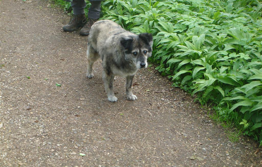 Hund-hutch-steht-neben-wiese Hutch - vor zwei Jahren bin ich hier eingezogen