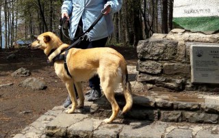 Hund tola mit frau im urlaub