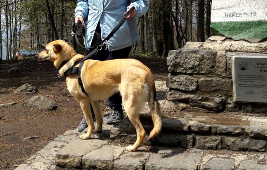 Hund-tola-mit-frau-im-urlaub Dale hat sich prächtig entwickelt