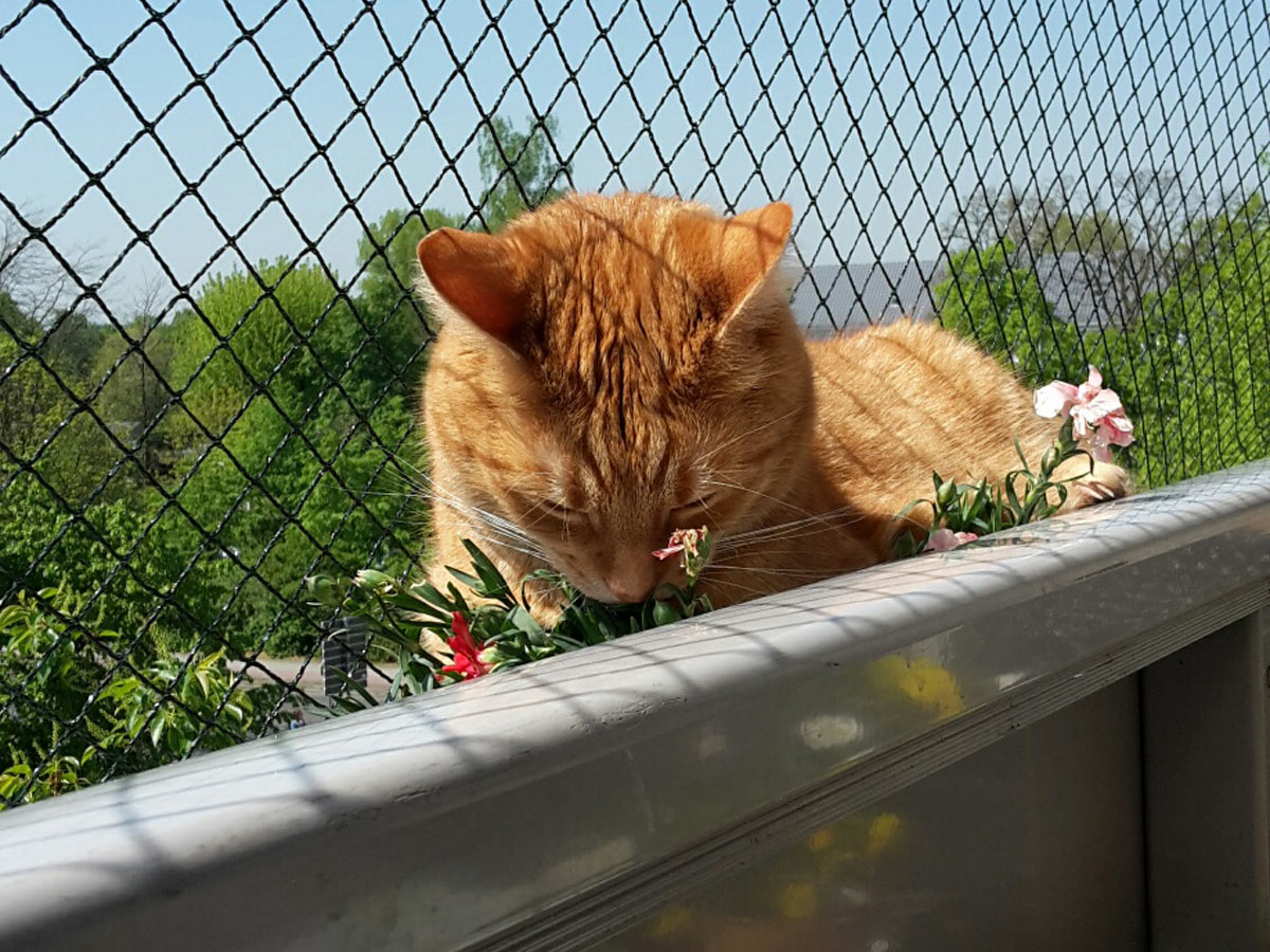 Katze-Garfield-liegt-in-den-balkonpflanzen-und-schnuppert-die-blumen Grüße von Speedy, ein Charakterkater mit Ataxie