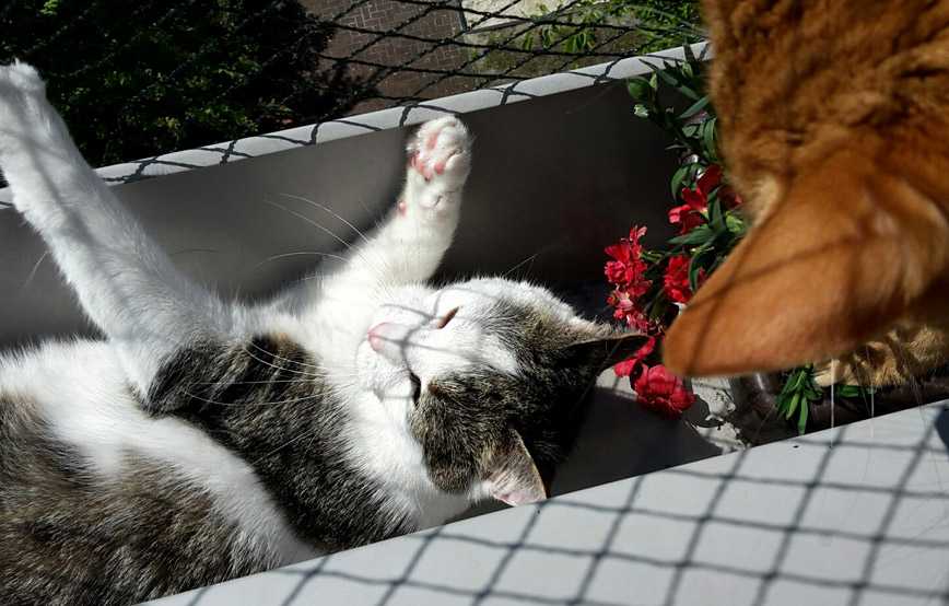 Katze-Speedy-liegt-im-balkonkasten-und-garfield-schaut-zu Olli ist in seiner Familie sehr beliebt